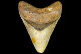 Fossil Megalodon Tooth - North Carolina #109784-2